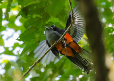 Colorful bird species in Osa Peninsula jungle
