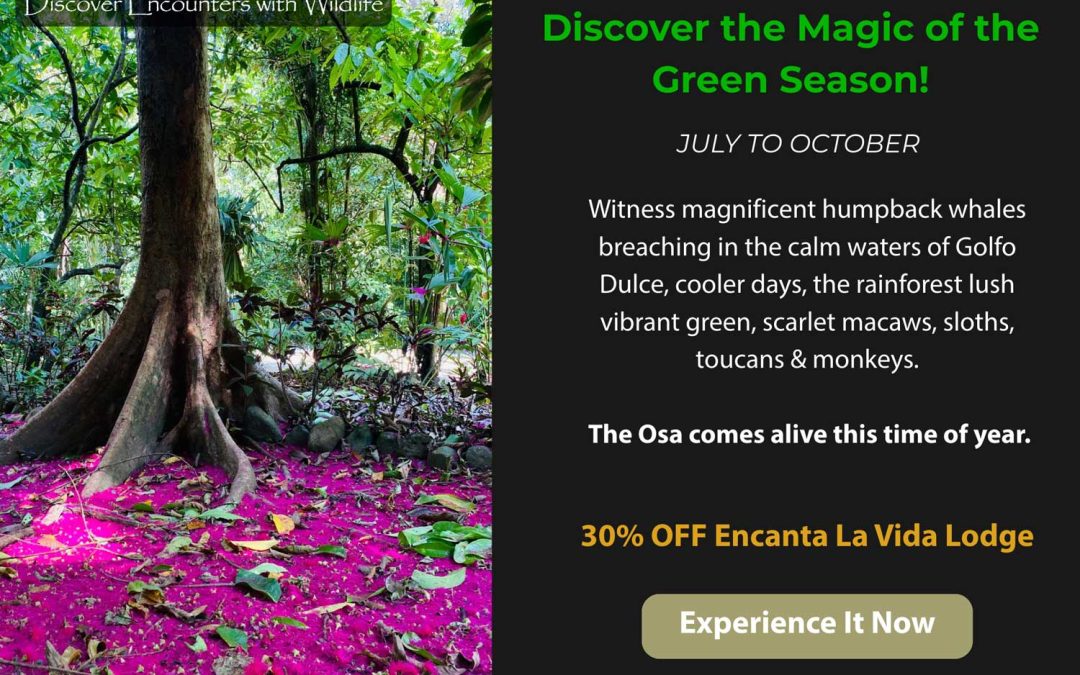 Osa Peninsula Travel Deals – Costa Rica Green Season 30% OFF